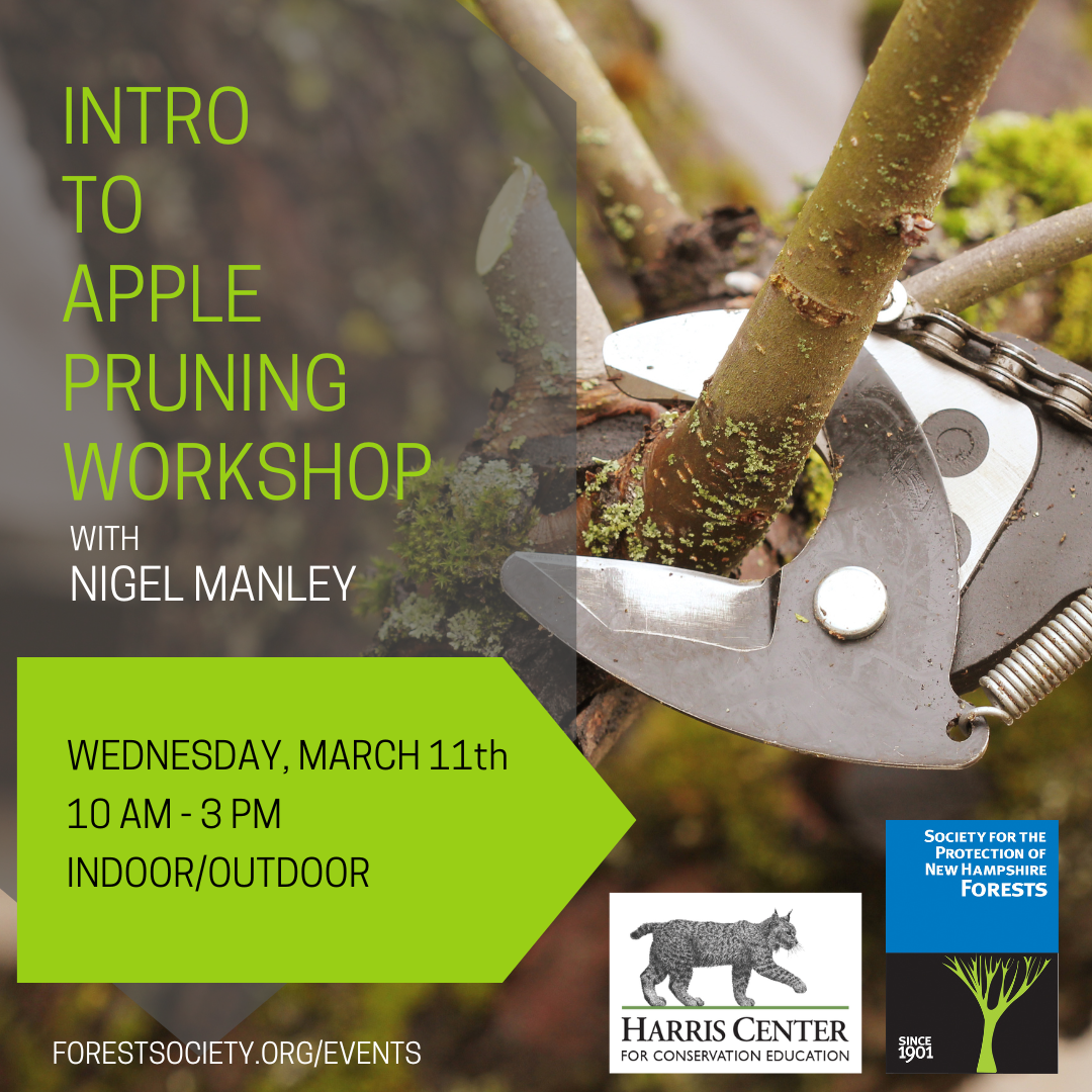 apple pruning workshop