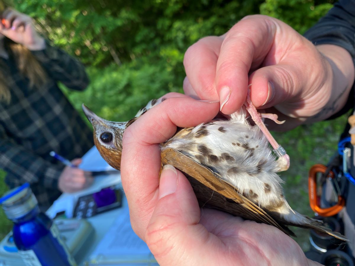 A bird is held as it is banded.