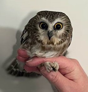 A Northern Saw-whet Owl