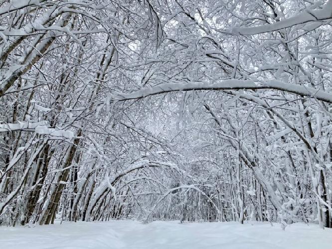 Snow covered tree branches bending over a snowy trail