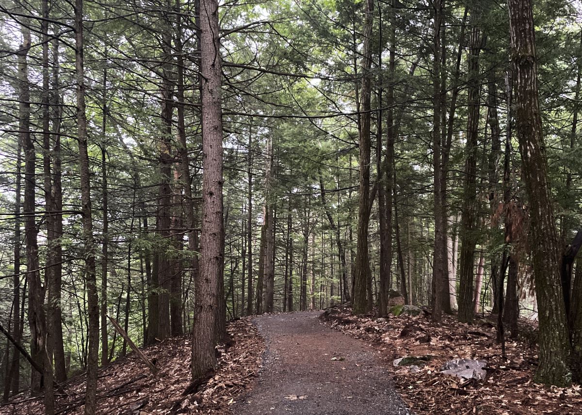 The new trail winds through pine trees.