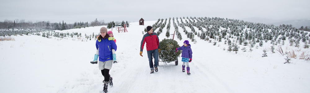 A family pulls their fresh-cut Christmas tree through the sn