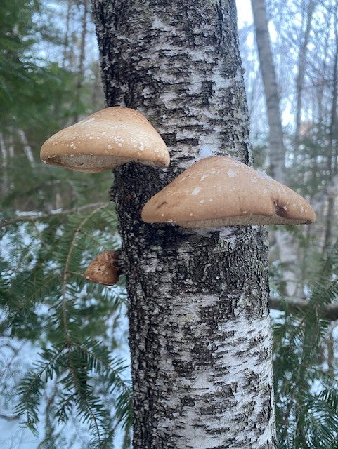 Birch polypore mushrooms